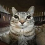 NoobCat