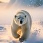 SnowBear