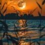 TheAmirAli