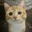 FerFerY