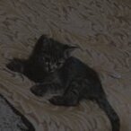 Lolita