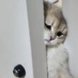 Mimo